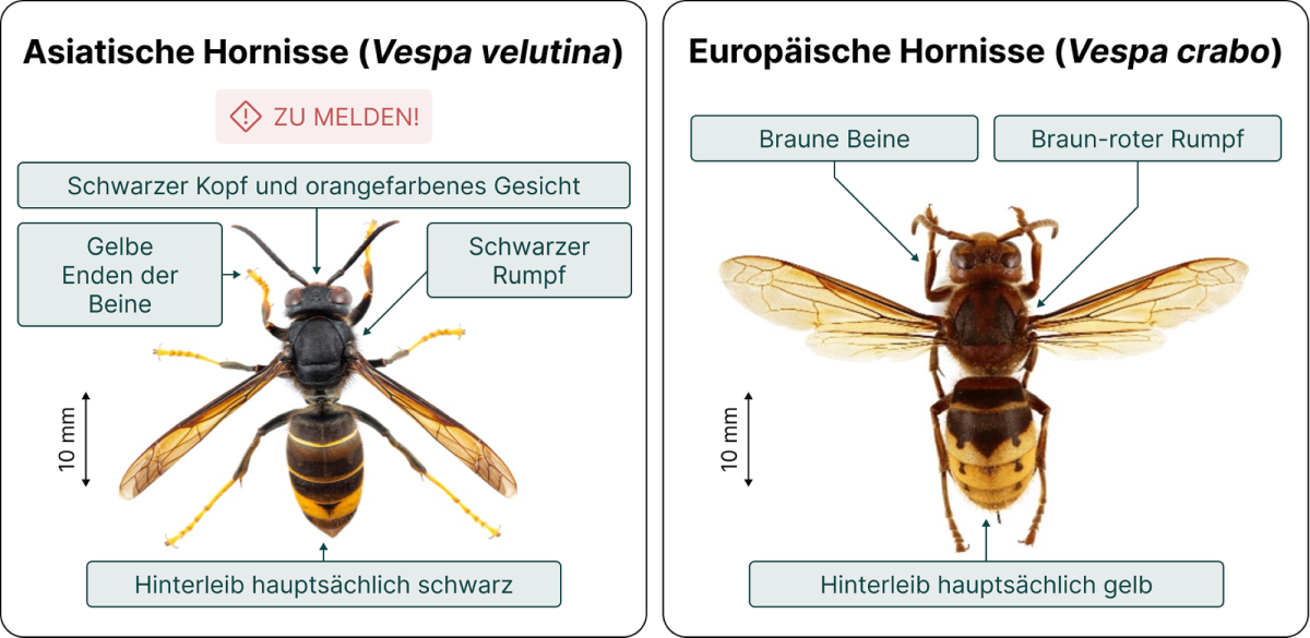 Vergleich asiatische und europäische Hornisse